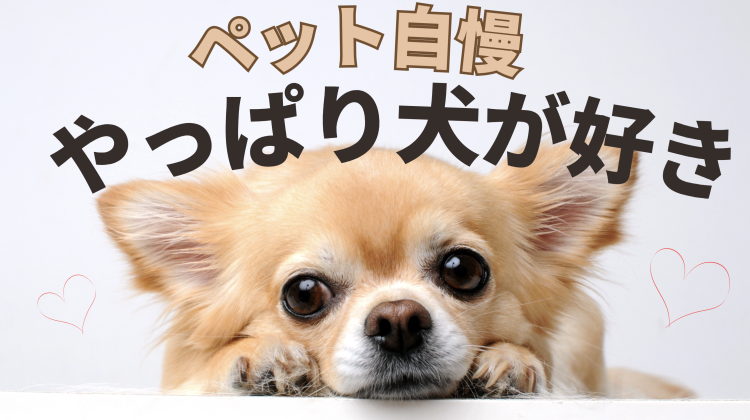 ペット自慢　やっぱり犬が好き